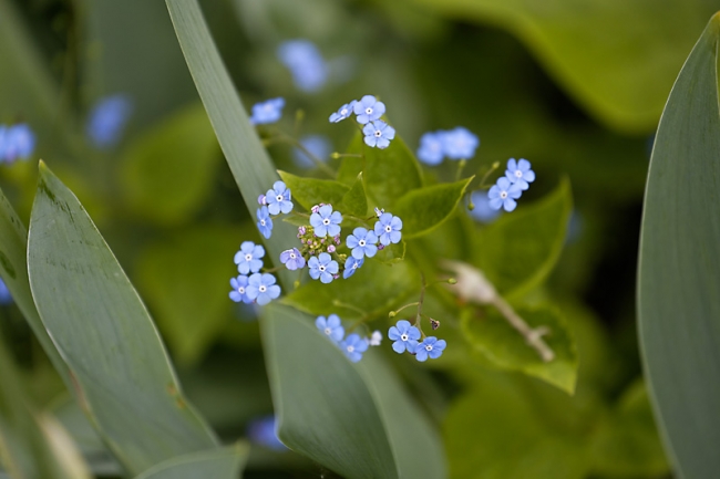 Jardin des Impressionnistes-MAI14-070